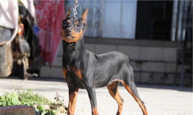 这5种小型犬可不是“白眼狼”，眼里全都是你