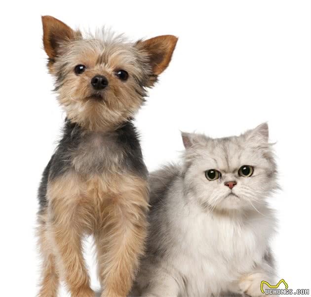 犬猫癫痫发作，如何急救？一文告诉你