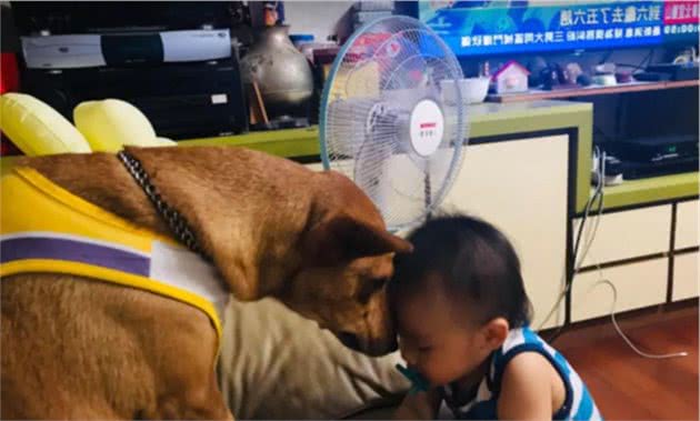 小主人作妖在沙发上倒立，狗保姆一脸无奈：不好意思没看到