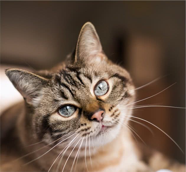 猫咪品种篇：虎斑猫