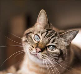 猫咪品种篇：虎斑猫