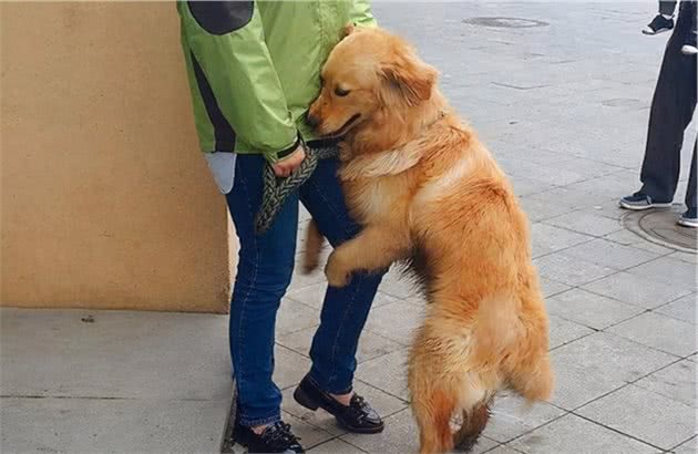 狗狗这几种行为“别纵容”，再不管教，就真的骑你头上了