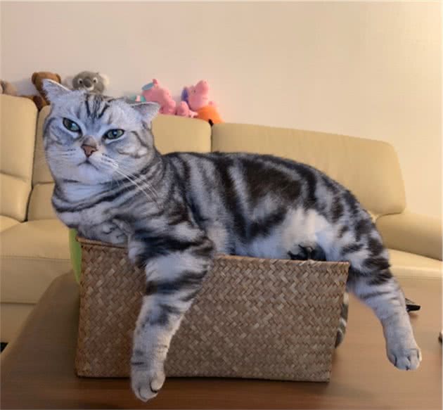 缓解猫咪狗狗分离焦虑症，这有8个方法