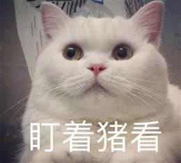 猫界“最怕热”的几种猫，夏天别轻易带出门