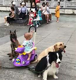 主人去跳广场舞，带了4条大狗来保护小主人的安全：真是有排场呀