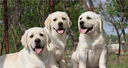 有这些特征的“拉布拉多犬”，血统一定很纯