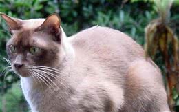 缅因猫遗传缺陷疾病之-头面部缺陷