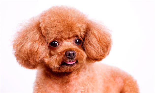 爱宠er余六六告诉你如何饲养泰迪犬？