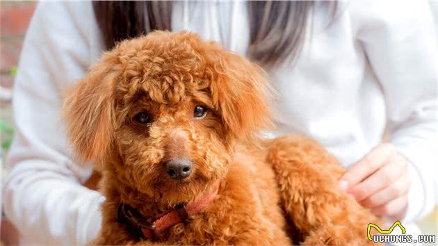 爱宠er余六六告诉你如何饲养泰迪犬？