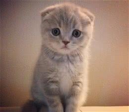 快进来，让我为你介绍那些听起来名字比较特别的猫猫狗狗