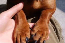 “狗言之隐”：为什么狗狗不让你摸爪子？