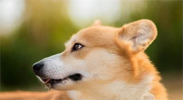辟谣！狗狗吃生骨肉其实对身体好，只要注意四点就可以