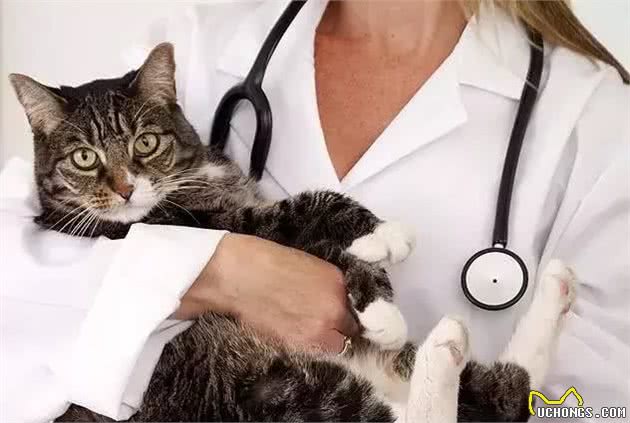 抱猫的正确姿势，你了解过吗？|华元宠阅会