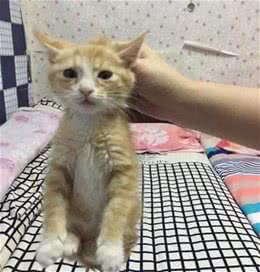 抱猫的正确姿势，你了解过吗？|华元宠阅会
