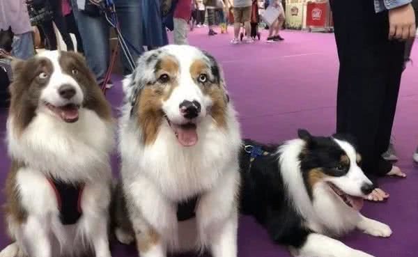 领养了一只阿富汗猎犬后，家里的澳牧竟然变柯基了！