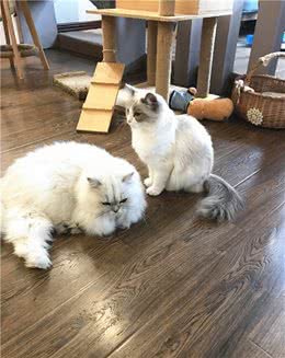 金吉拉虽看上去彪悍，但骨子里却是只黏人的小可爱
