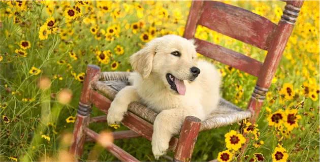 如何让您的爱犬固定地点大小便
