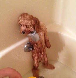 给狗狗洗澡时，要避开这几个“错误做法”，可能会伤害狗狗