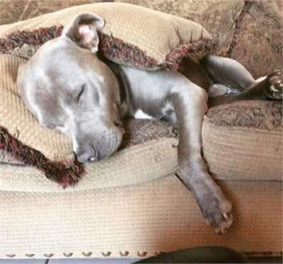 比特犬把狗窝让给流浪猫妈妈！主人感慨：世人对比特犬偏见太大