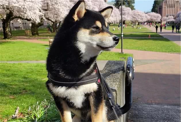 怎么训练柴犬？往这看就完了