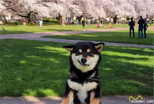 怎么训练柴犬？往这看就完了
