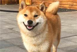 怎么训练柴犬？往这看就完了