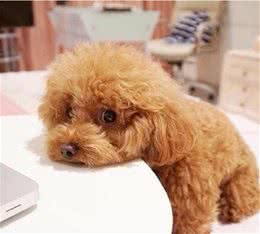 泰迪犬拉稀怎么回事？怎么办？