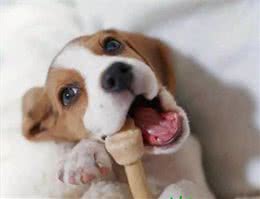 解密，为什么大家都不太敢养松狮犬？