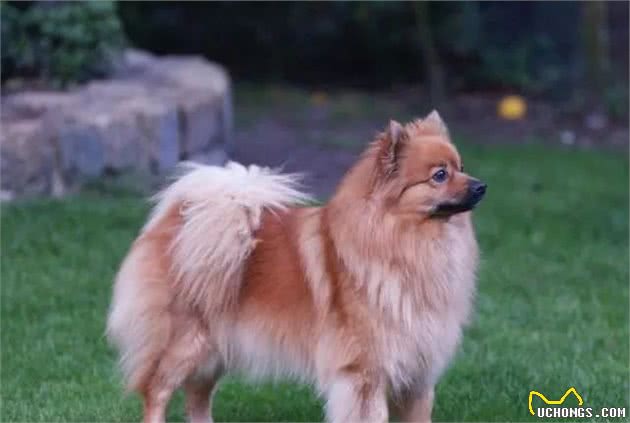 博美犬标准解读
