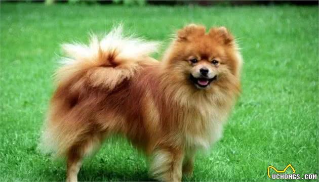博美犬标准解读