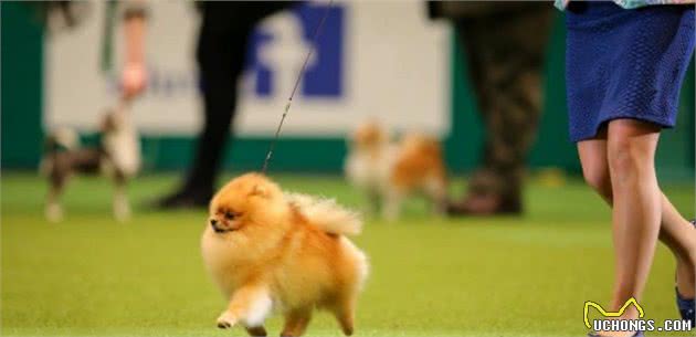 博美犬标准解读
