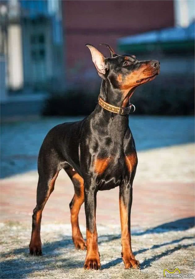 杜宾：军警两用犬，帅帅的“兵哥哥”