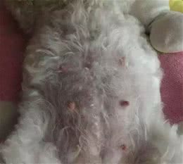 狗狗怀孕了，这4个不要碰