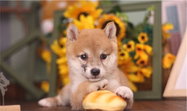 柴犬尴尬期需要注意什么？柴犬怎样爆脸？怎样喂出大饼脸？