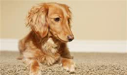 狗狗在家里随便大小便？训练方法真的很简单哦！