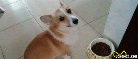 狗狗饿急眼也不吃东西，可能是这些原因导致的