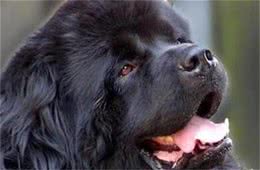 纽芬兰犬多少钱一只？纽芬兰犬的价格