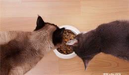 常见的食品添加剂，宠物猫咪和狗狗有害吗？优缺点和饲养方法注意