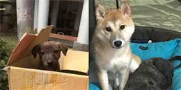 主人看电视偶然回头，自家狗狗狂摇尾求玩耍，炽热眼神快把人盯穿