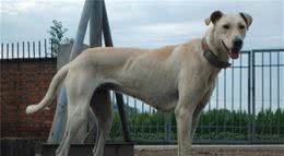 远征欧洲的蒙古细犬，在战斗中屡建奇功