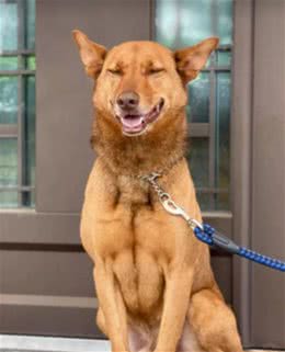 狗狗半夜偷偷翻墙出去玩，主人惊了：它白天刚哄了一天孩子