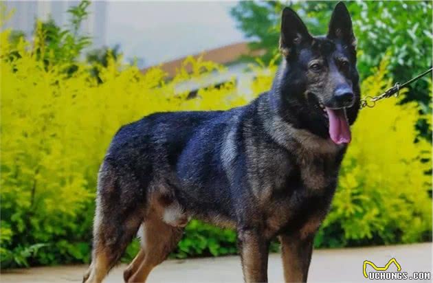 昆明犬，警界的骄傲，我国现役警犬中唯一的国产警犬