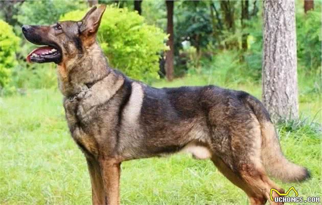 昆明犬，警界的骄傲，我国现役警犬中唯一的国产警犬