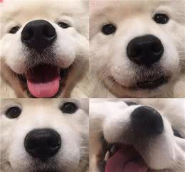 划重点：狗狗“发抖”的几个原因，别以为它只是冷