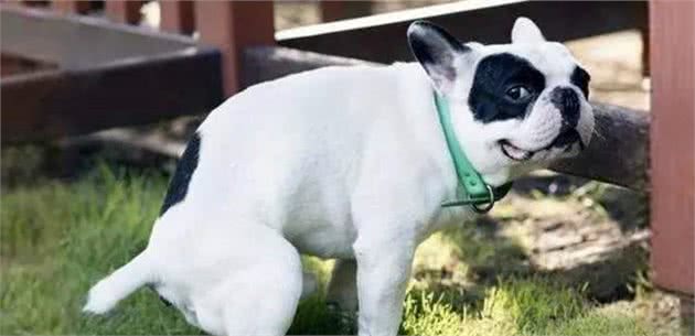 狗狗便便又臭又软是怎么回事？大概是这6个原因
