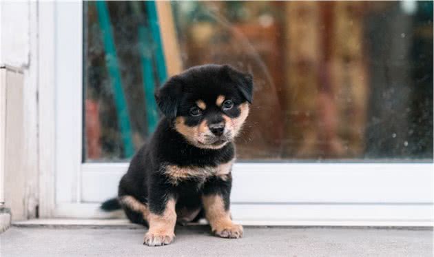 中华田园犬的名字是怎么来的？照顾得好，它们比其他犬种更优秀