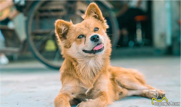 中华田园犬的名字是怎么来的？照顾得好，它们比其他犬种更优秀
