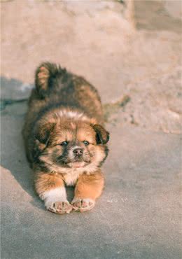 中华田园犬的名字是怎么来的？照顾得好，它们比其他犬种更优秀