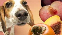 给狗狗补营养，不能犯的5个错