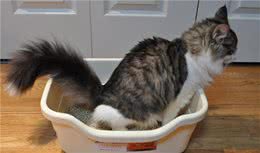没科学饮水，我的狗狗.猫咪患了尿结石